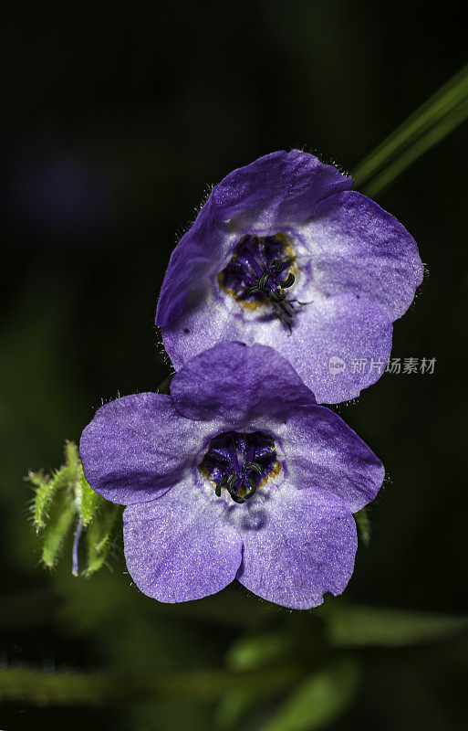 金管观花(Pholistoma auritum)是琉璃苣科的一种开花植物，俗称蓝花(blue fiestflower)。托罗县公园，蒙特利县，加利福尼亚州。紫草科。
